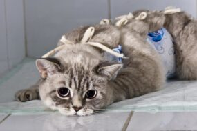 Стерилизация кошки