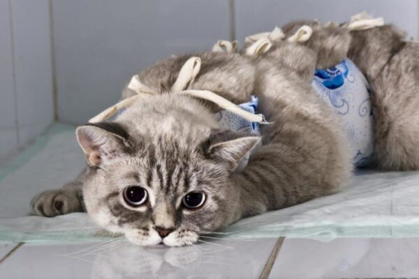 Стерилизация кошки