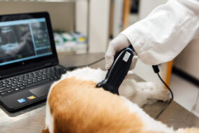 УЗИ кошке, коту, собаке