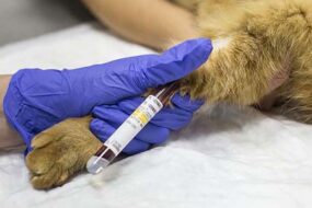 Лабораторная диагностика