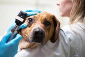 Офтальмология