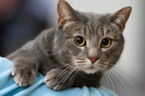 Кастрация кота